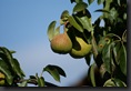 poire