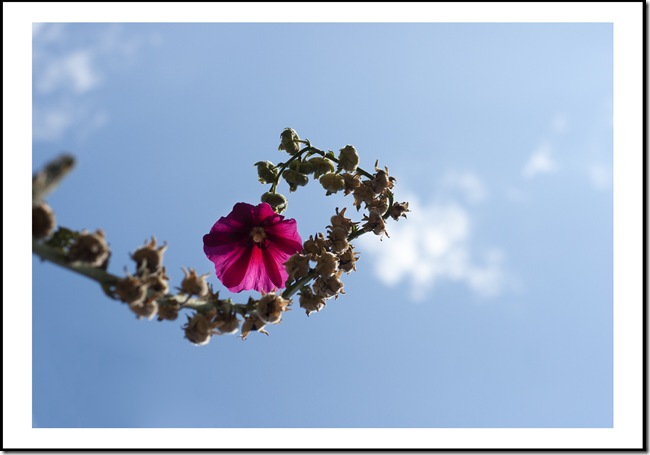 SONY DSC