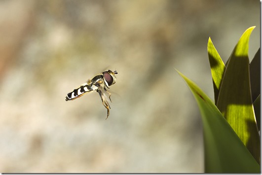 syrphe3_web