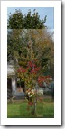 temps qui passe liquidambar