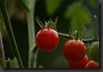 tomate