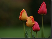 tulipe8