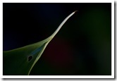 vegetal2