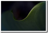 vegetal3