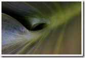 vegetal5