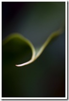 vegetal6