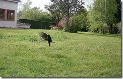 vlcsnap-2024-05-13-20h46m37s109 copie