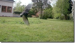 vlcsnap-2024-05-13-20h47m20s398 copie