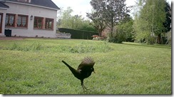 vlcsnap-2024-05-13-20h47m33s182 copie